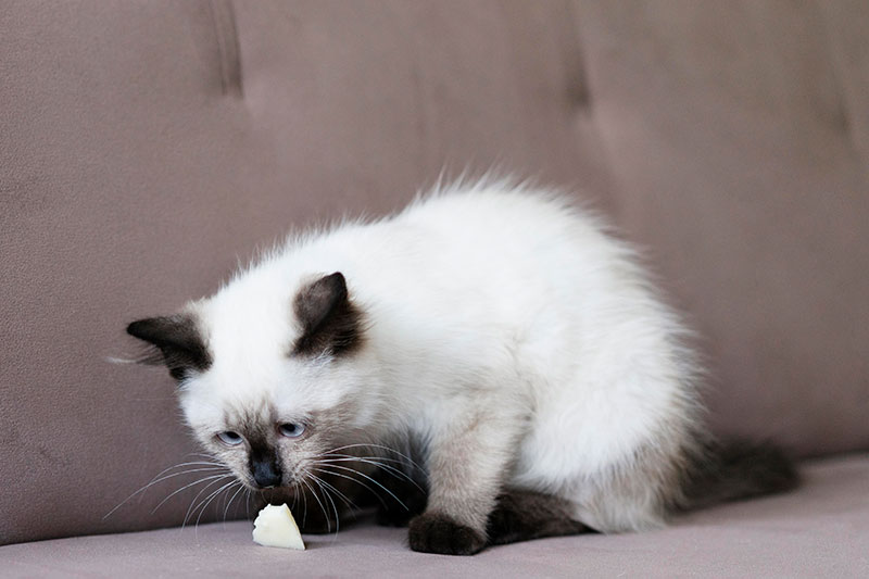 gato jugando con las patas delanteras