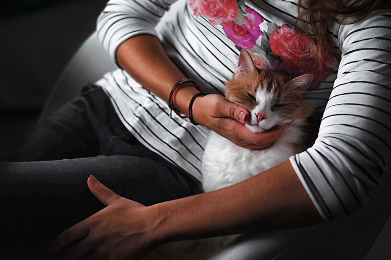 gato acariciado por mujer