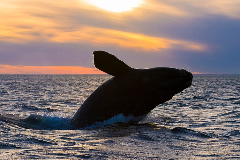 avistamiento de ballenas