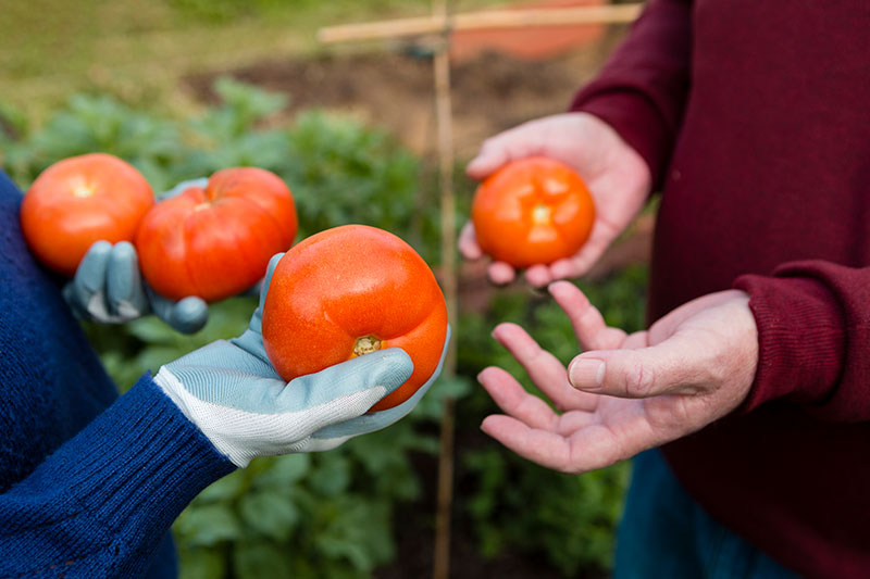 cosecha de tomates
