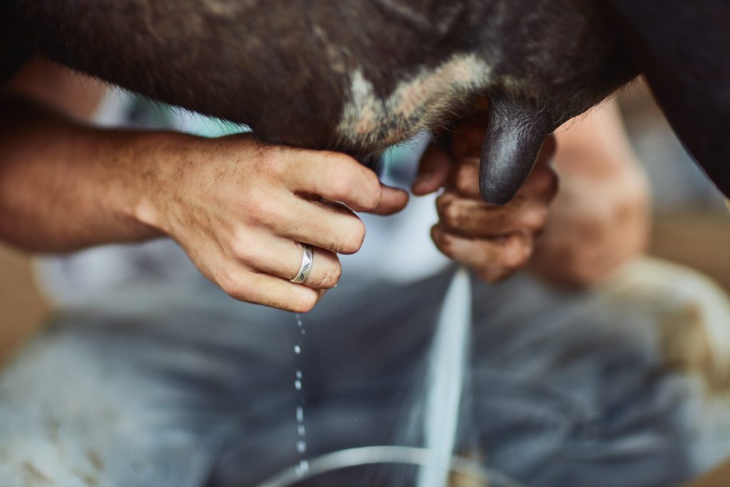 persona ordeñando una vaca