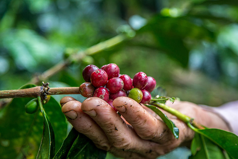 cosecha de café