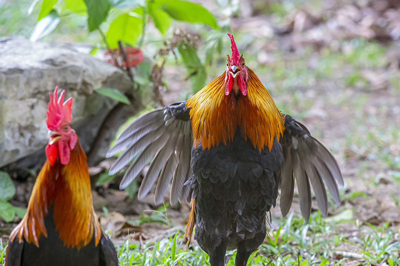 gallos cantando
